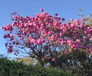 Ipê rosa